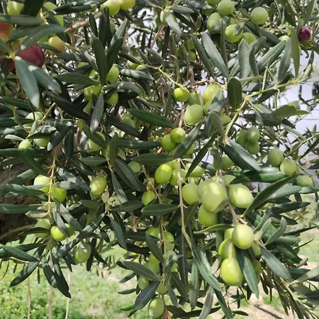 فندق مبيت وإفطار Tenute Lazzarino شاكا