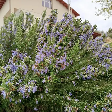 Tenute Lazzarino Panzió
